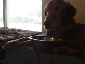 Rocky and his wet chin after a nice, long drink.